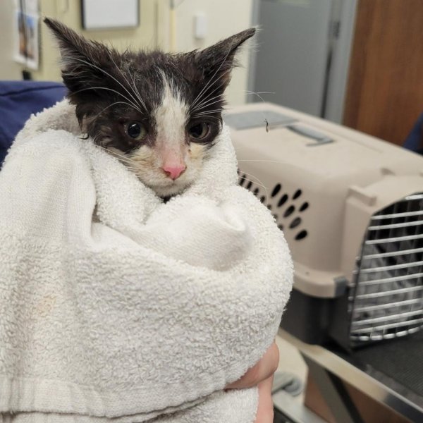 Trapped kitten rescued from Michigan storm drain