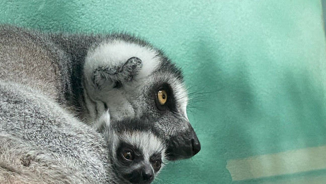 Potter Park Zoo in Lansing welcomes lemur baby