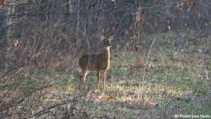 Residents upset after Lansing secretly culls deer