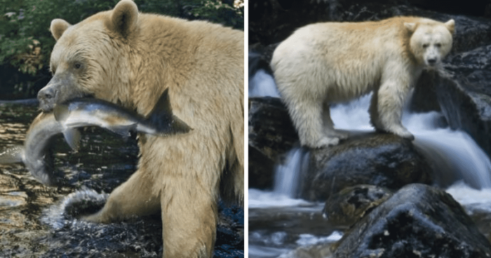 ‘One in a million’: Rare 100-pound white ‘spirit bear’ seen on trail camera in first ever sighting in Michigan